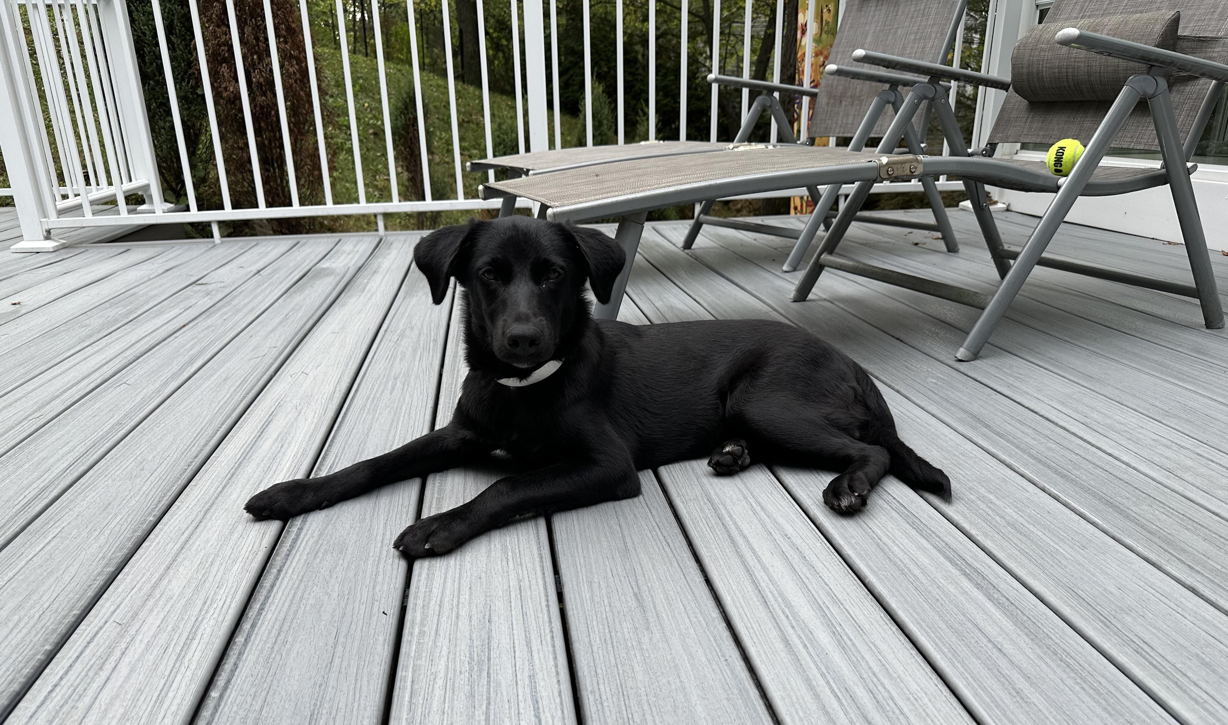 Enlarge Sable was Adopted!, a Adopted mixed breed in Randolph, NJ image 1/1