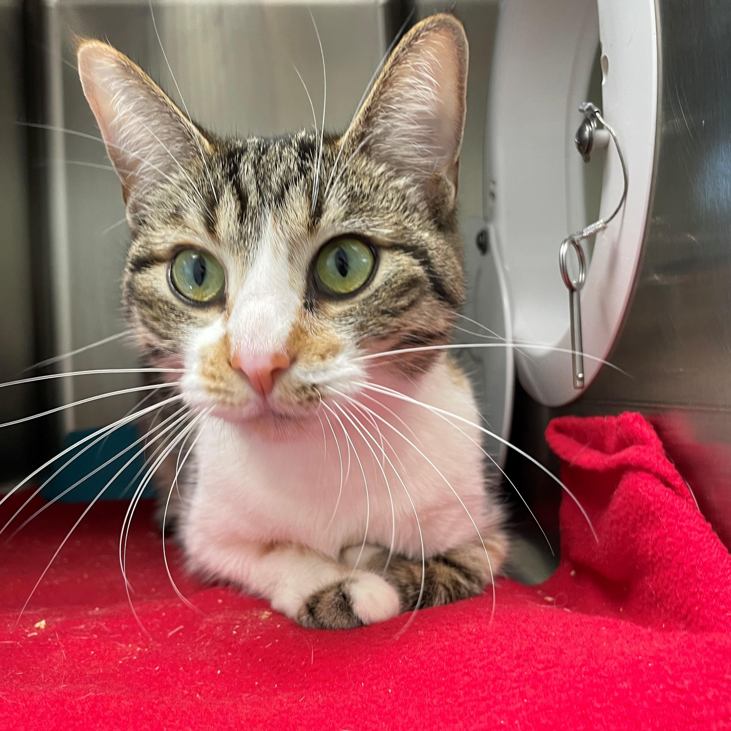 Tomato, Adoptable, Adult Female Domestic Short Hair.