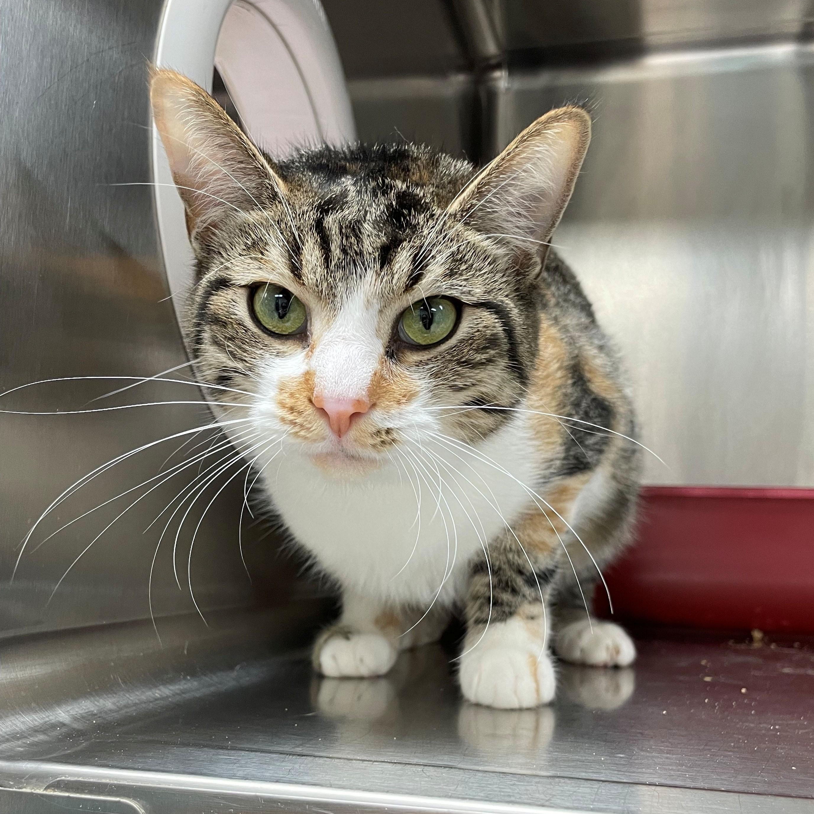 Tomato, a Adoptable Domestic Short Hair in Benton Harbor, MI image 3/3