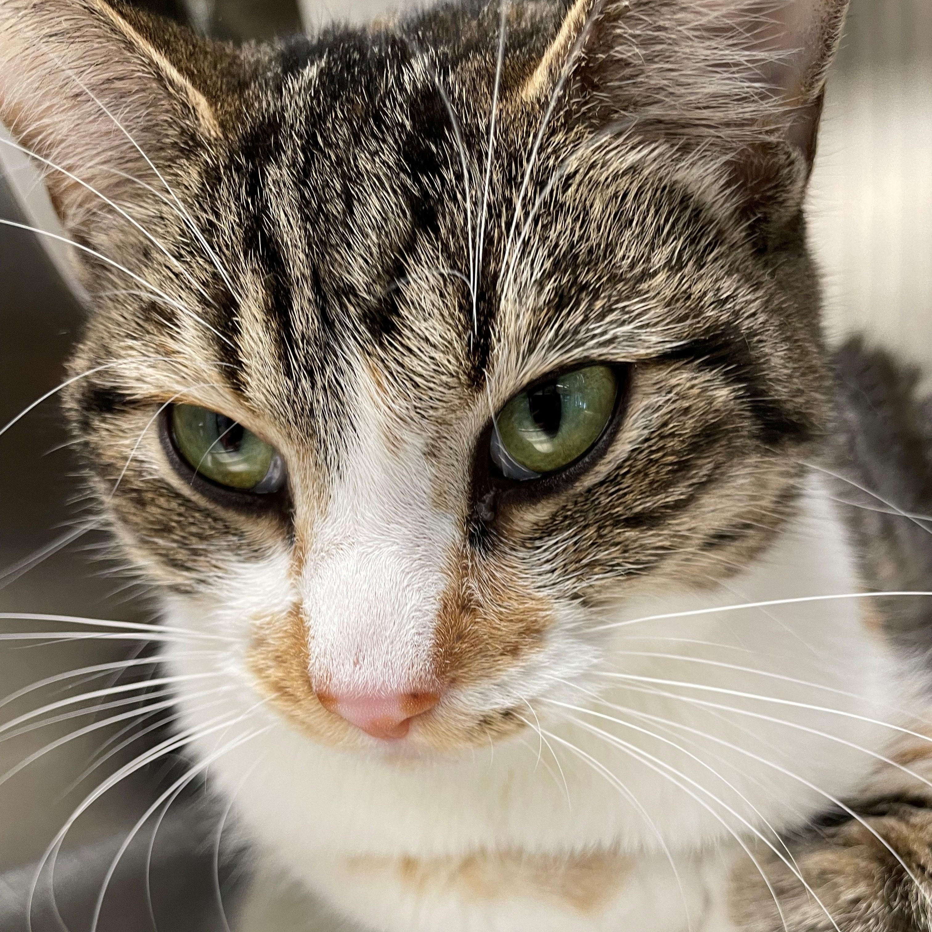 Tomato, a Adoptable Domestic Short Hair in Benton Harbor, MI image 2/3