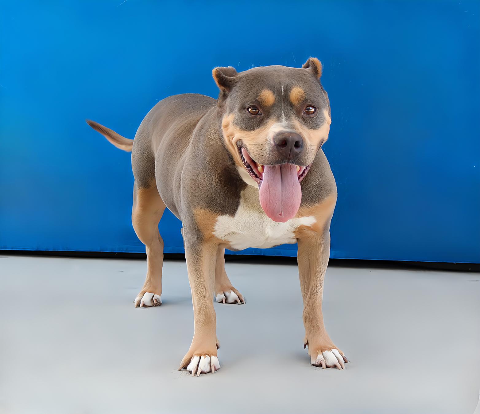 AMELIA, a Adoptable mixed breed in Pasadena, CA image 1/2