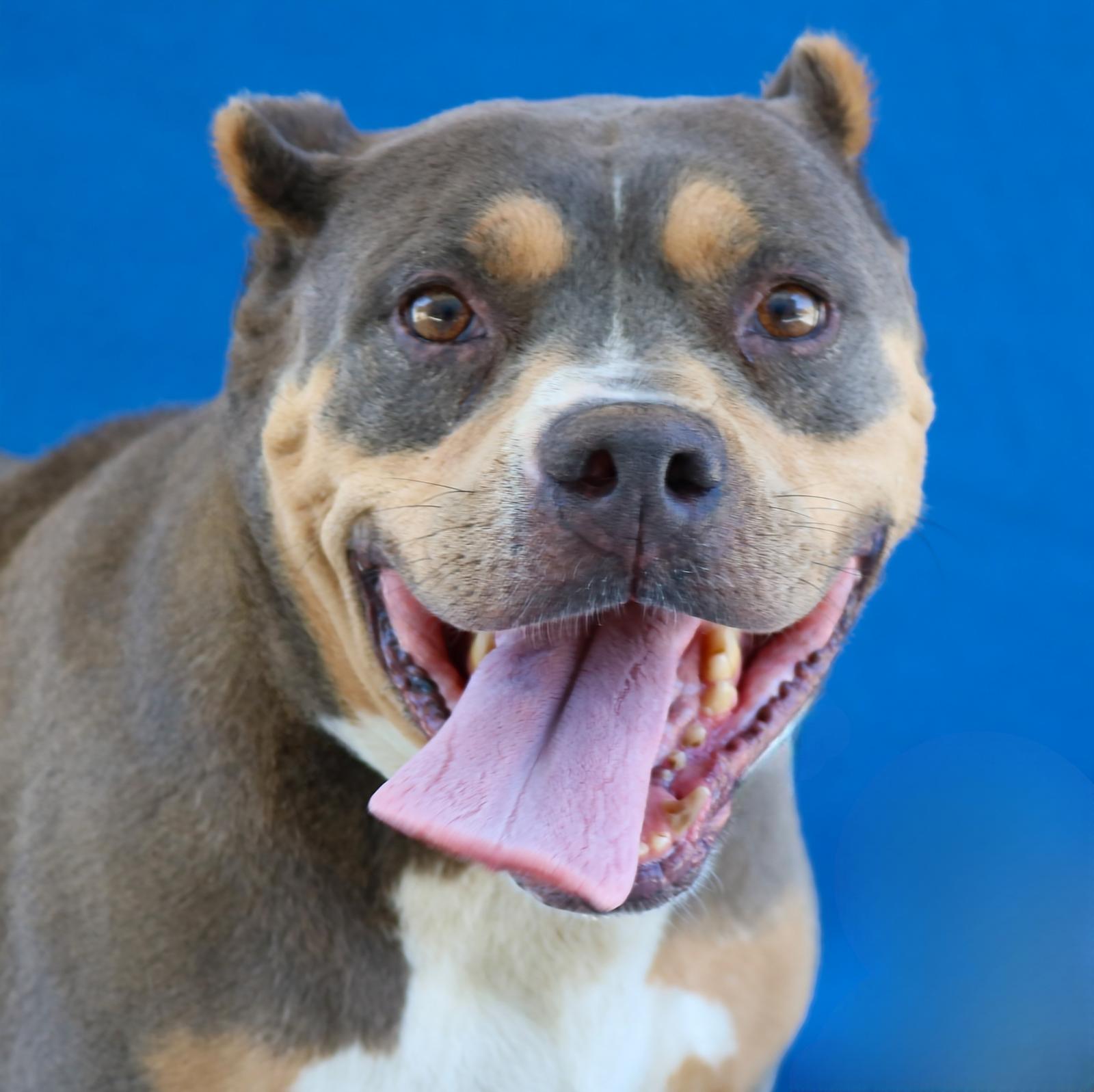 AMELIA, a Adoptable mixed breed in Pasadena, CA image 2/2