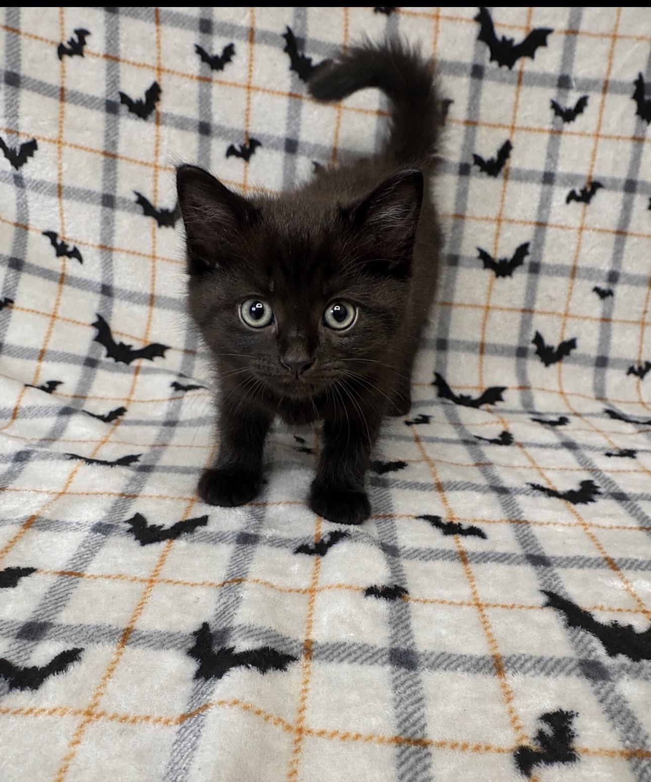 Enlarge Pickle, an adopted Domestic Medium Hair in Valdosta, GA image 1/1
