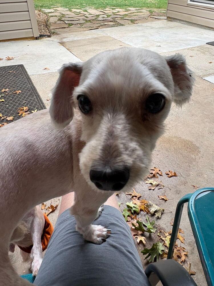 Enlarge Gumbo, a Adoptable mixed breed in Richardson, TX image 1/2