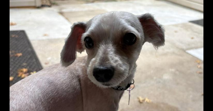 Enlarge Gumbo, a Adoptable mixed breed in Richardson, TX image 2/2
