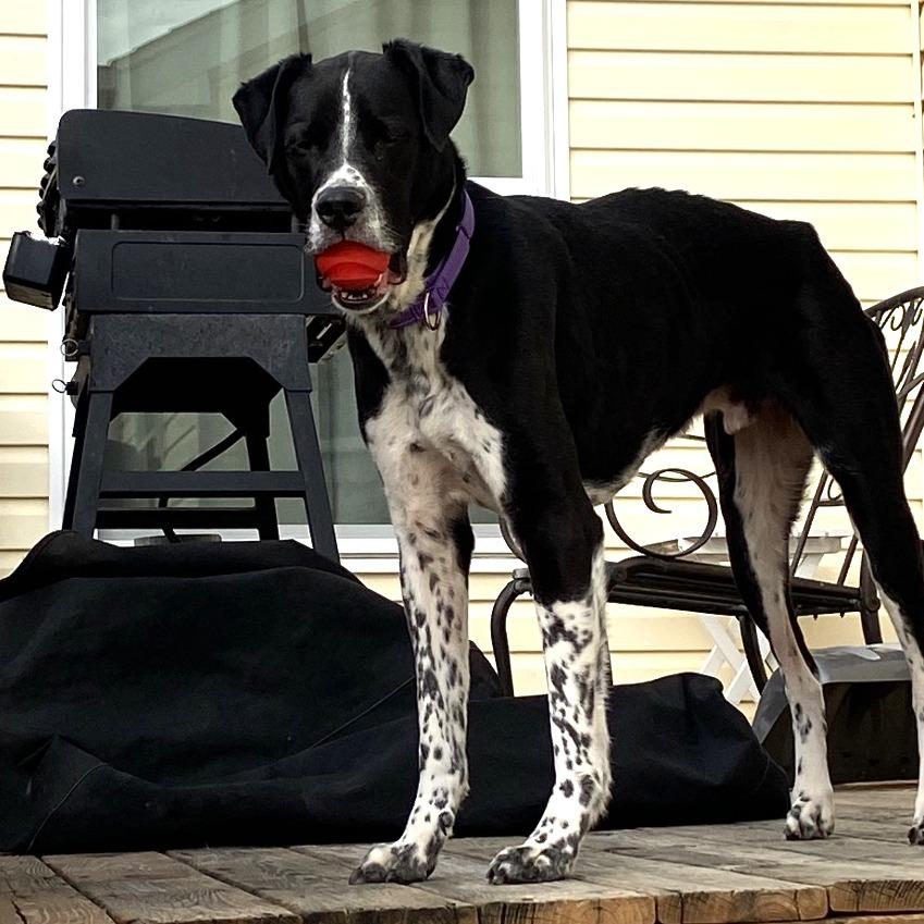 Roland , ADOPTABLE, Adult Male Border Collie & Pointer.