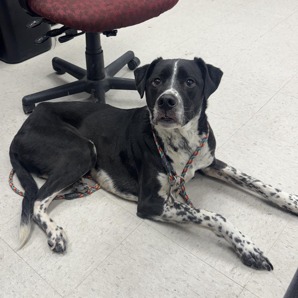 Roland , ADOPTABLE, Adult Male Border Collie & Pointer.
