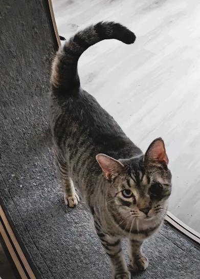 Enlarge John Oates, a Adoptable Domestic Short Hair in Greenfield, IN image 1/3