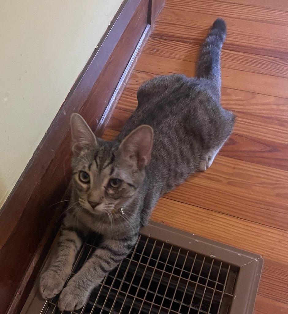 Enlarge John Oates, a Adoptable Domestic Short Hair in Greenfield, IN image 3/3