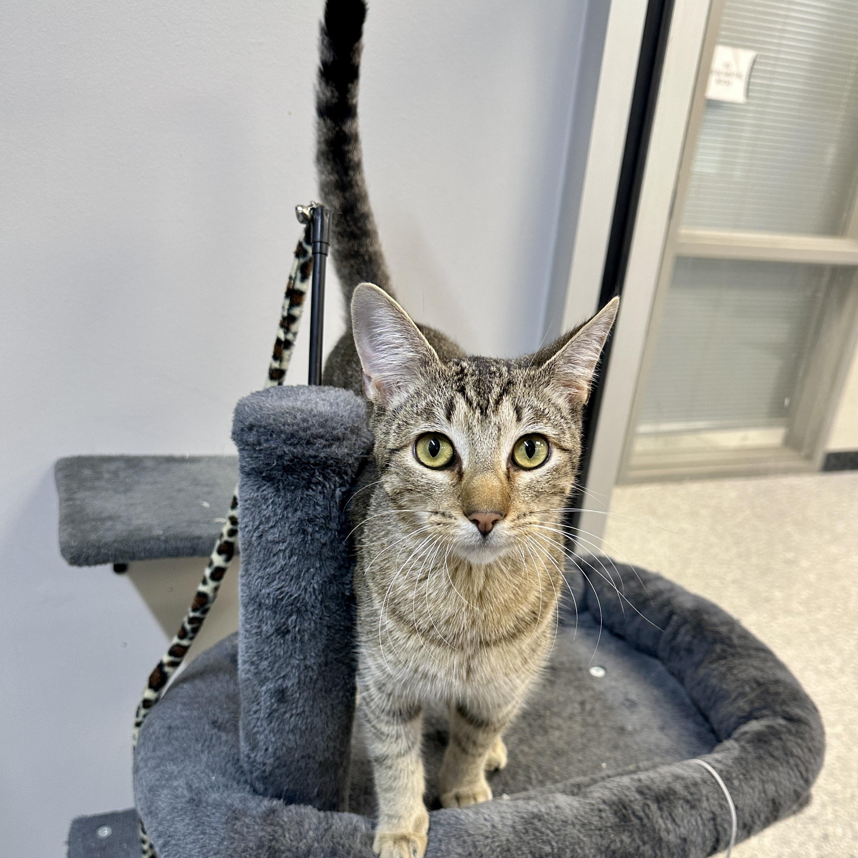 Prancer, adopted, Adult Male Domestic Short Hair.