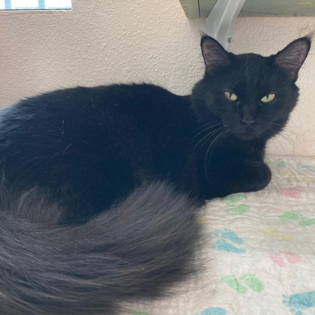 Mama Flurry, Adoptable, Young Female Domestic Medium Hair.