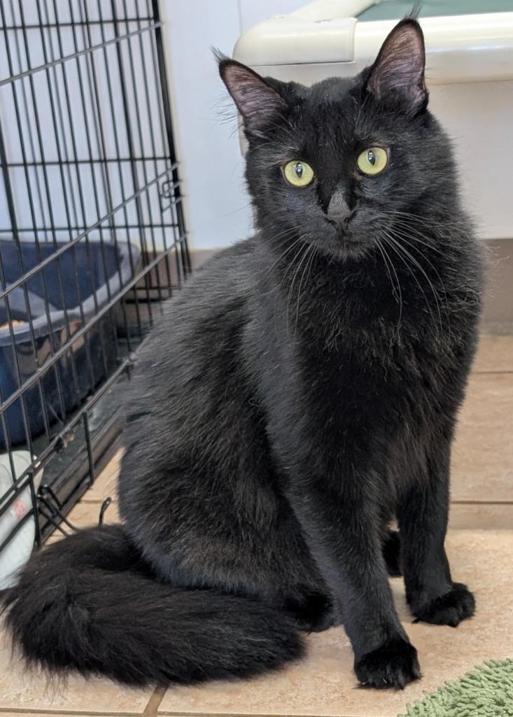 Enlarge Mama Flurry, a Adoptable mixed breed in Surprise, AZ image 2/3