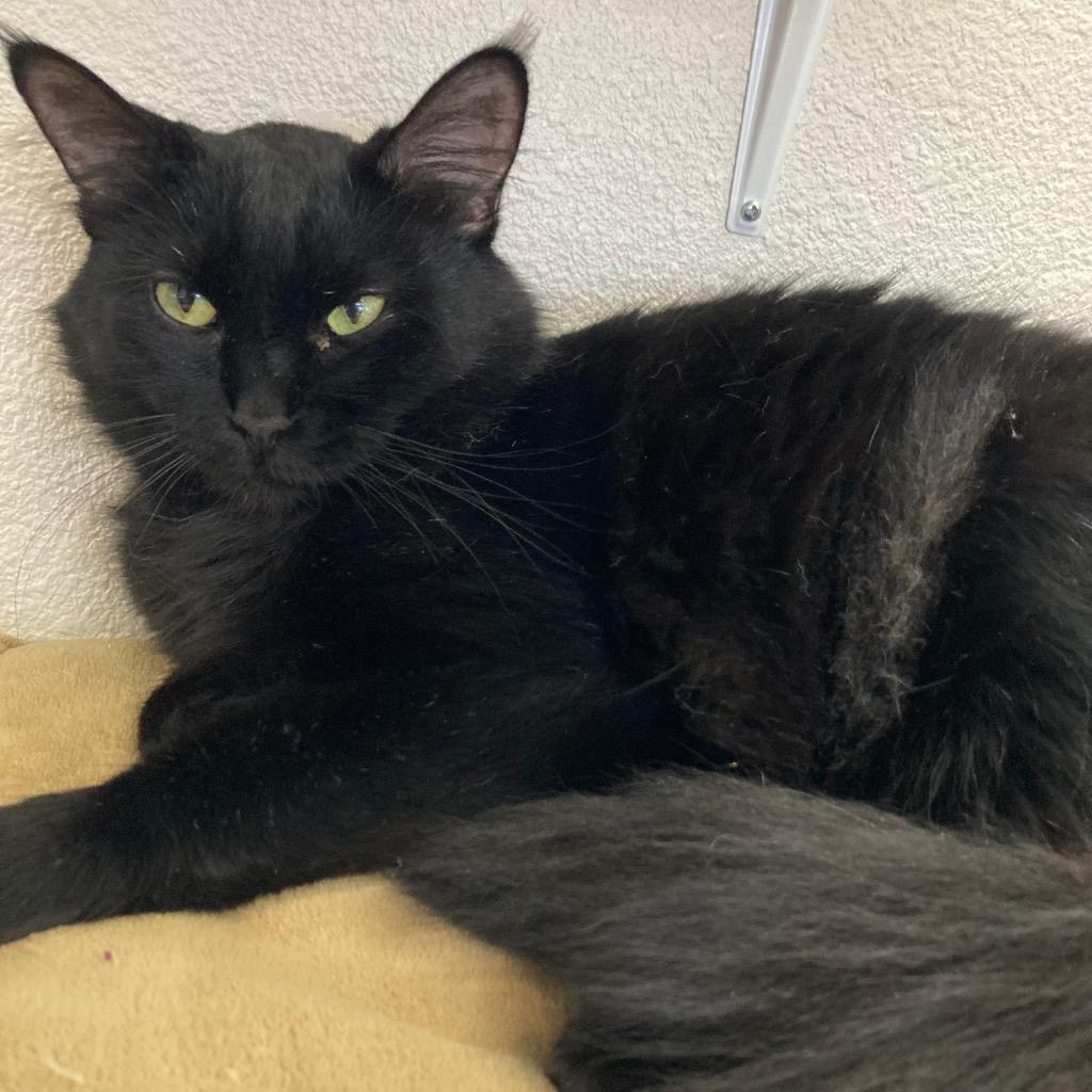 Enlarge Mama Flurry, a Adoptable mixed breed in Surprise, AZ image 3/3