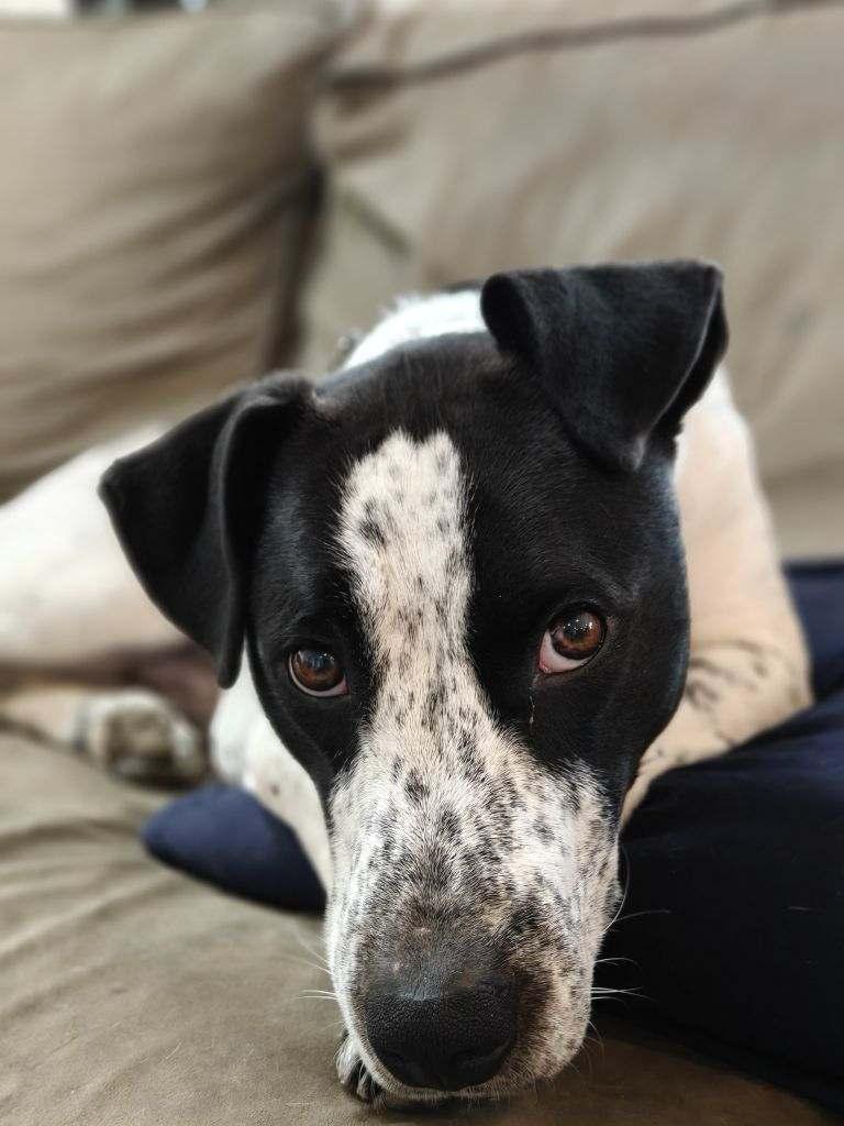 Enlarge Jack, a ADOPTABLE mixed breed in Leesburg, VA image 2/4