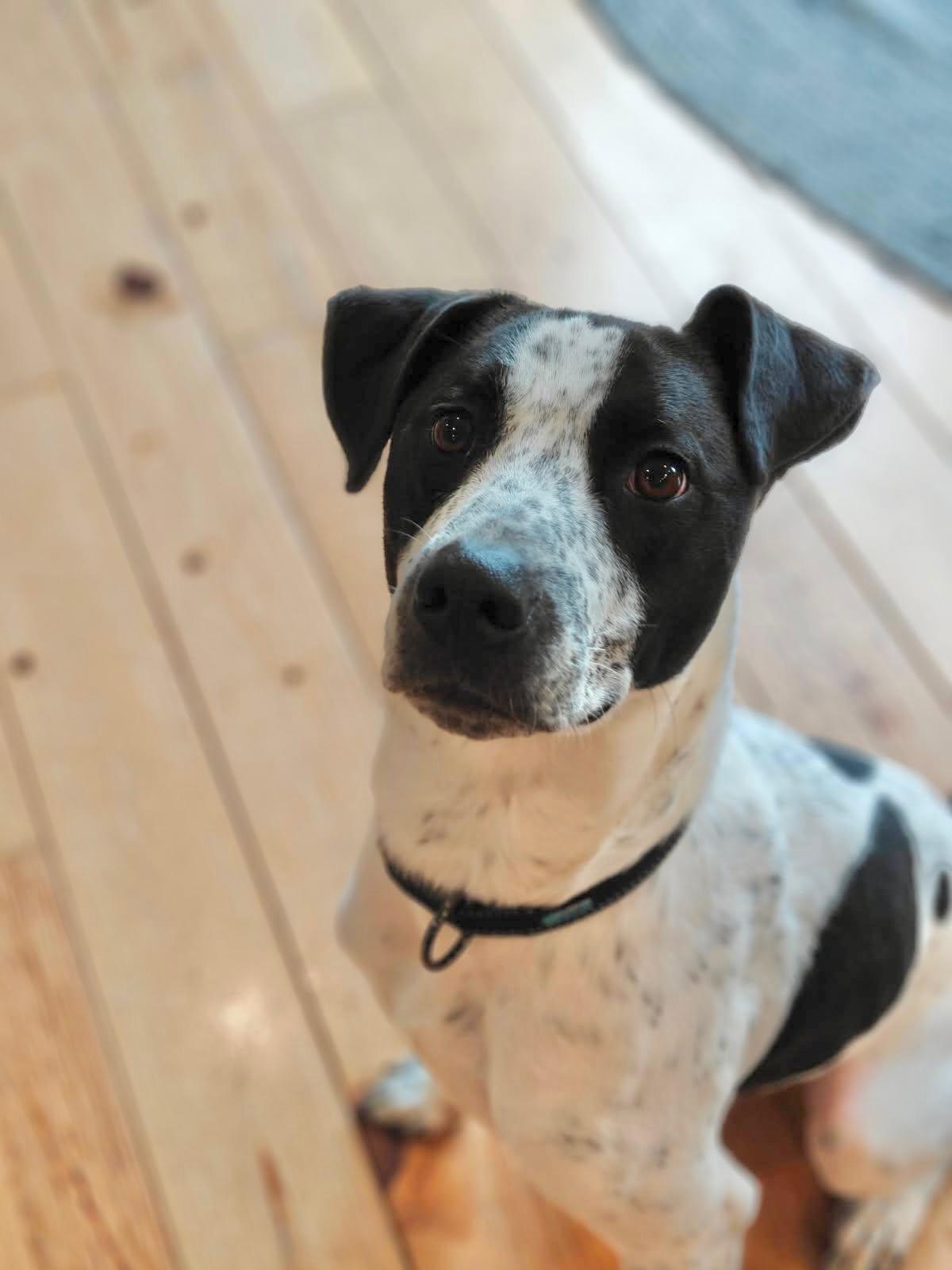 Jack, a ADOPTABLE mixed breed in Leesburg, VA image 4/6