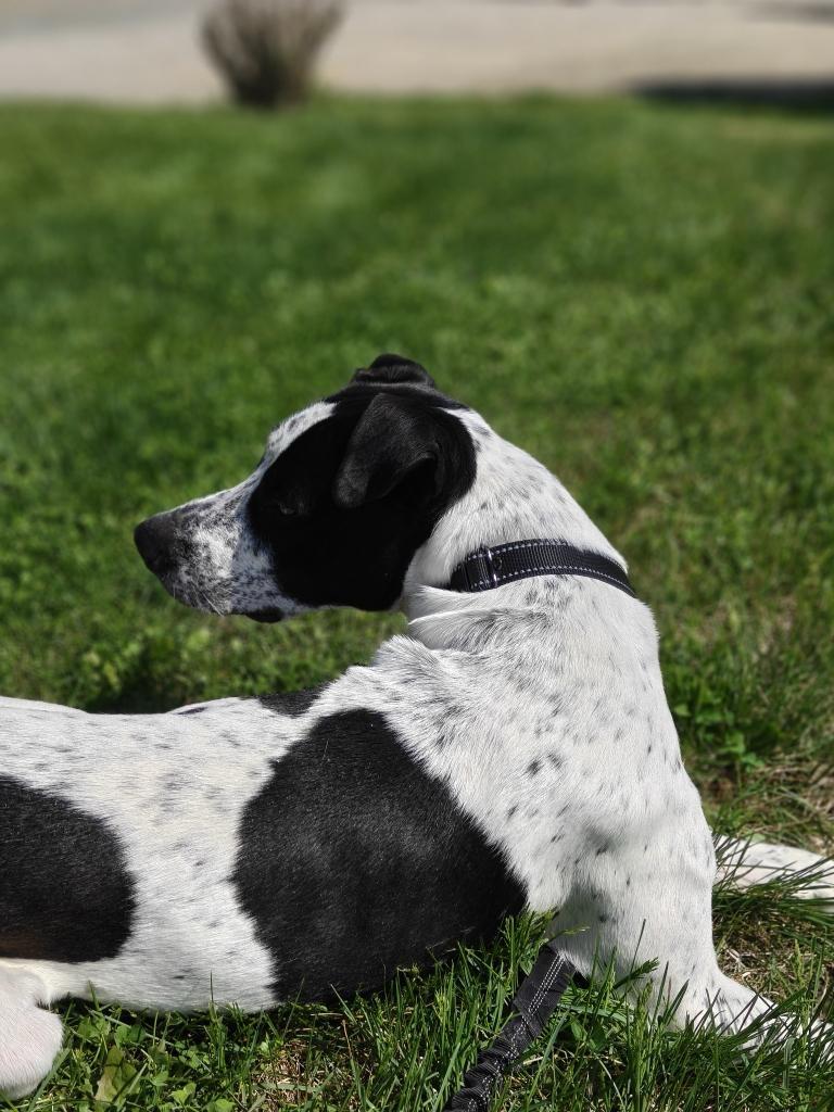 Enlarge Jack, a ADOPTABLE mixed breed in Leesburg, VA image 3/4