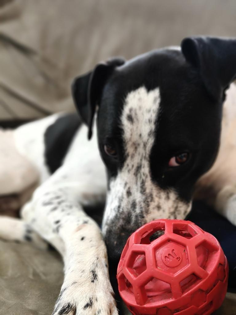 Enlarge Jack, a ADOPTABLE mixed breed in Leesburg, VA image 4/4