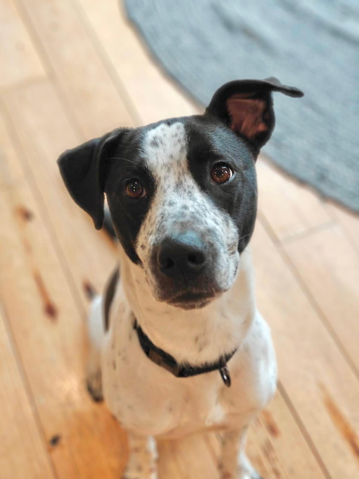 Jack, ADOPTABLE, Young Male Pointer.