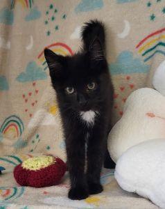 Ana, ADOPTABLE, Young Female Domestic Short Hair.