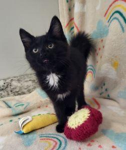 Enlarge Ana, a ADOPTABLE Domestic Short Hair in Bucyrus, OH image 3/3