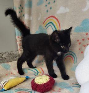 Enlarge Ana, a ADOPTABLE Domestic Short Hair in Bucyrus, OH image 2/3
