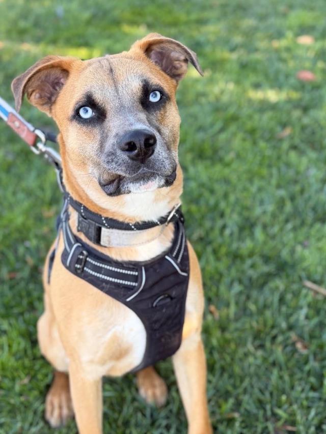 PAX, Adoptable, Young Male Rhodesian Ridgeback & German Shepherd Dog.