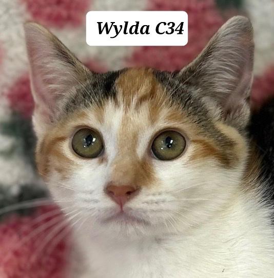 Enlarge Wylda, a ADOPTABLE Domestic Short Hair in Morganton, NC image 1/1