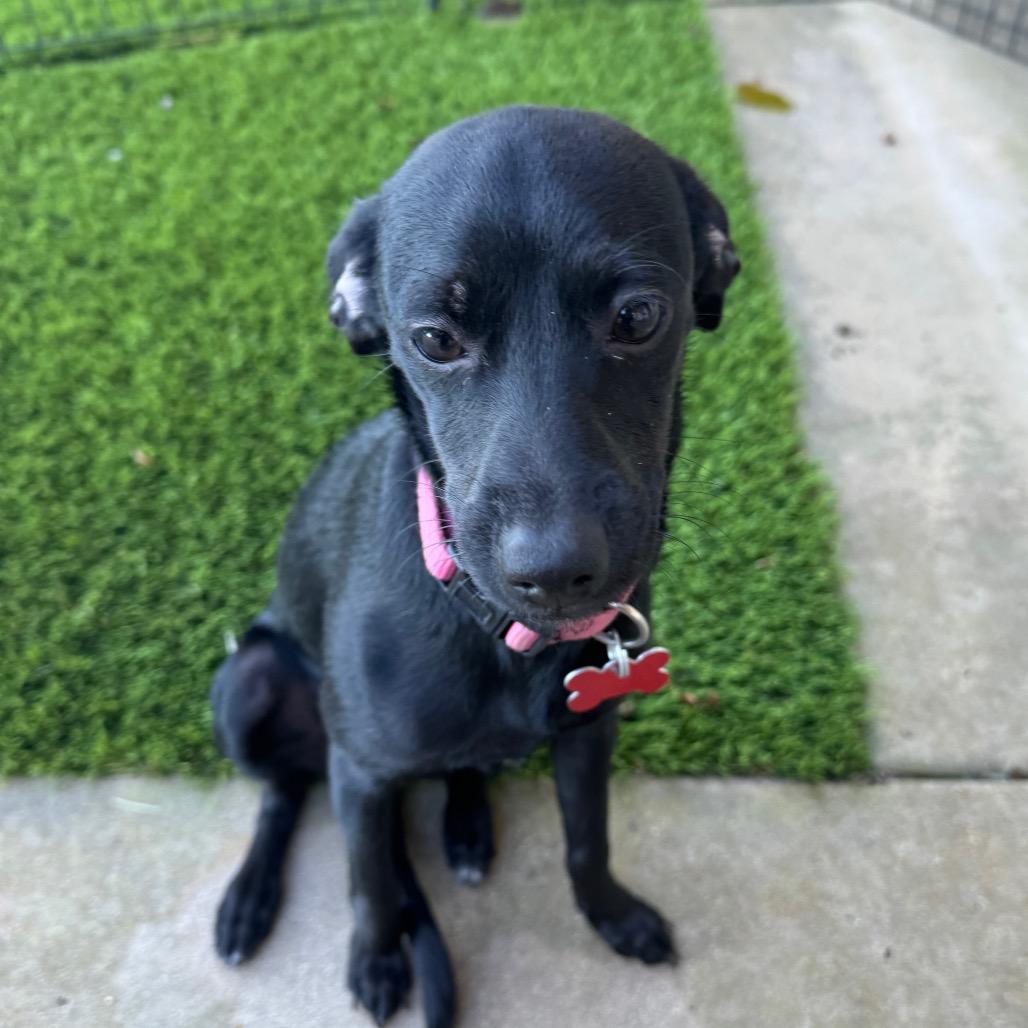 Enlarge Mia, a Adoptable mixed breed in San Diego, CA image 1/6