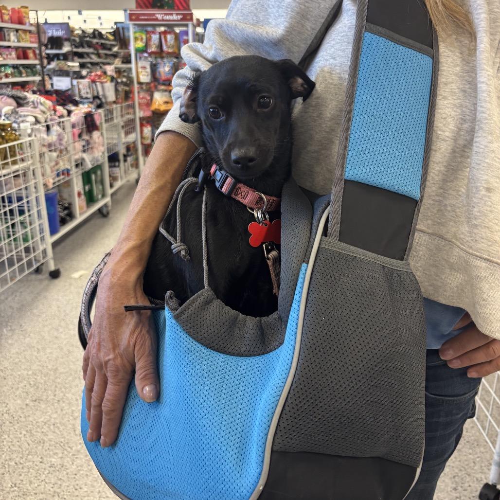 Enlarge Mia, a Adoptable mixed breed in San Diego, CA image 2/6