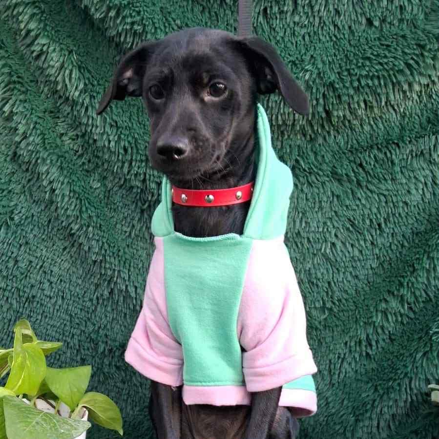 Enlarge Mia, a Adoptable mixed breed in San Diego, CA image 3/6