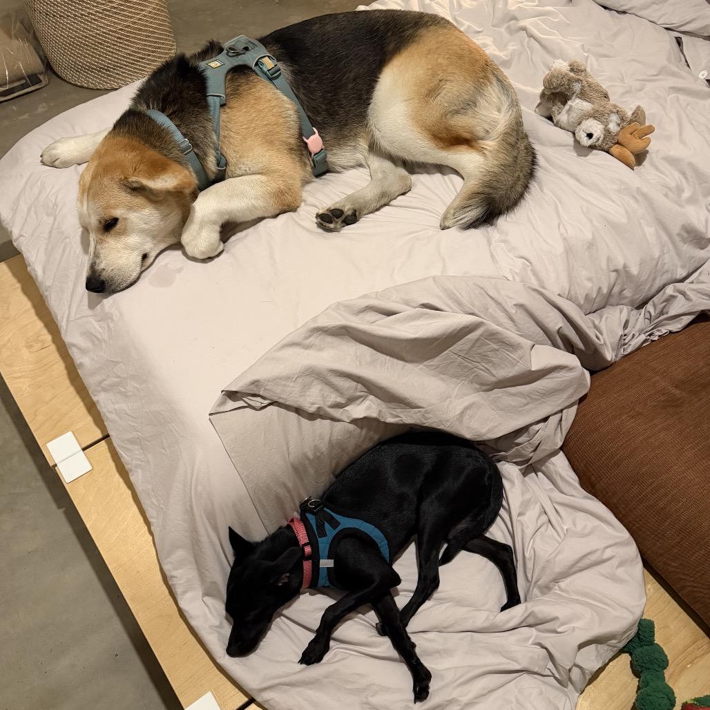 Enlarge Mia, a Adoptable mixed breed in San Diego, CA image 3/5