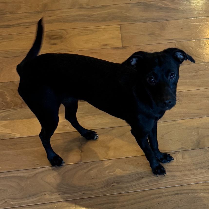 Enlarge Mia, a Adoptable mixed breed in San Diego, CA image 4/6