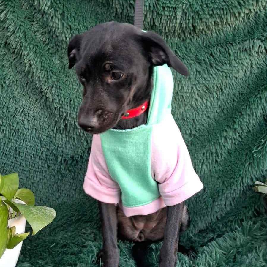 Enlarge Mia, a Adoptable mixed breed in San Diego, CA image 5/6