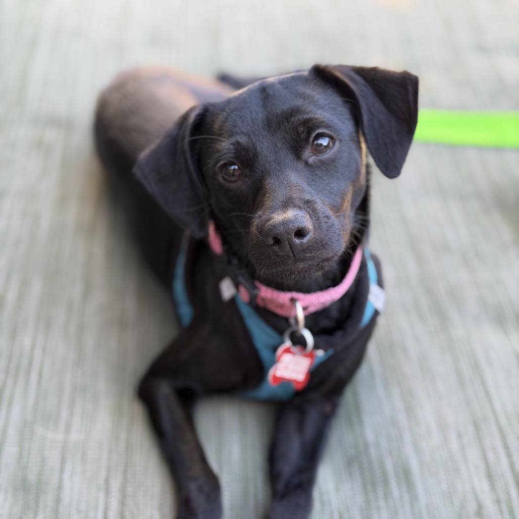 Enlarge Mia, a Adoptable mixed breed in San Diego, CA image 4/5