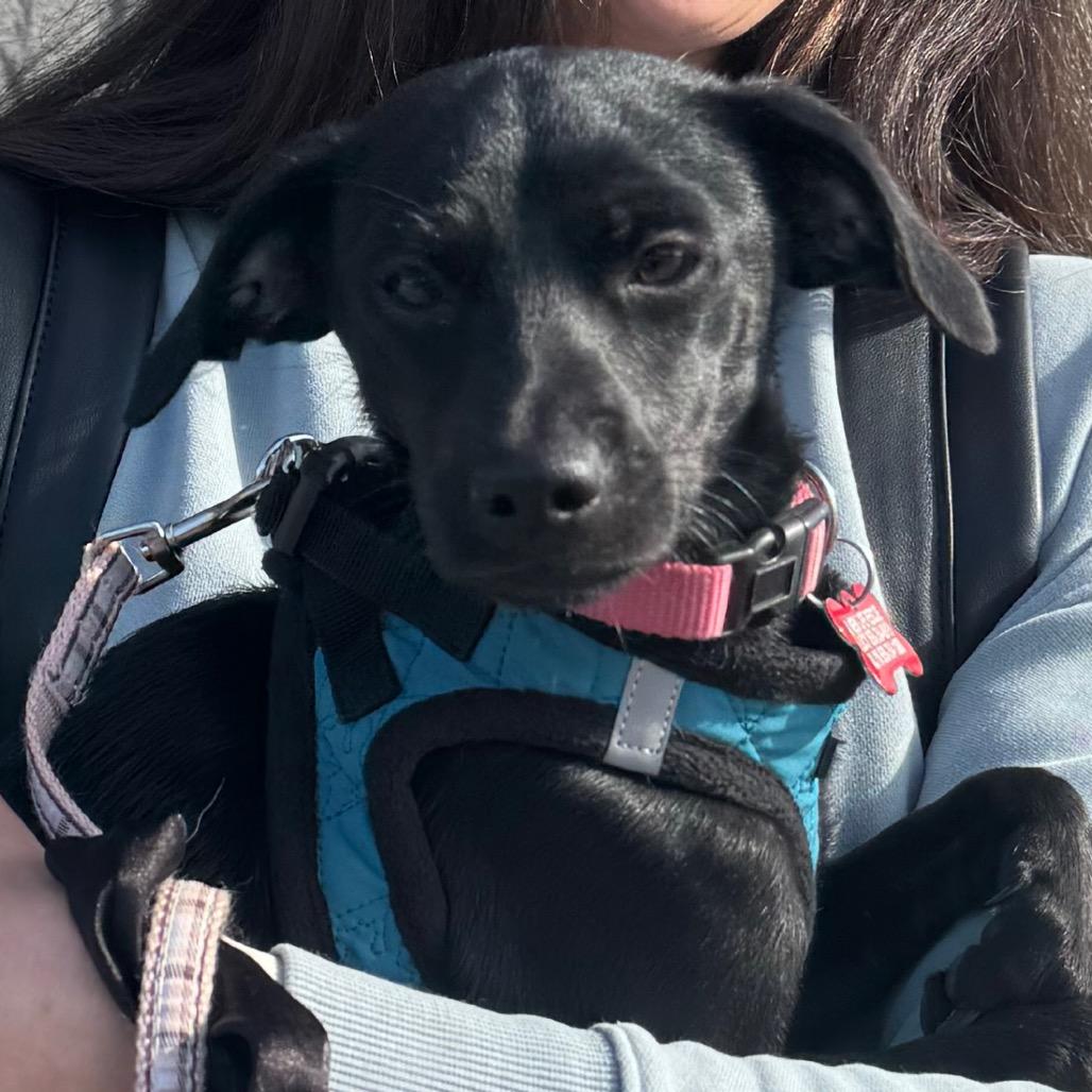 Enlarge Mia, a Adoptable mixed breed in San Diego, CA image 6/6