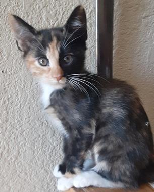 Makita, adopted, Kitten Female Domestic Short Hair.