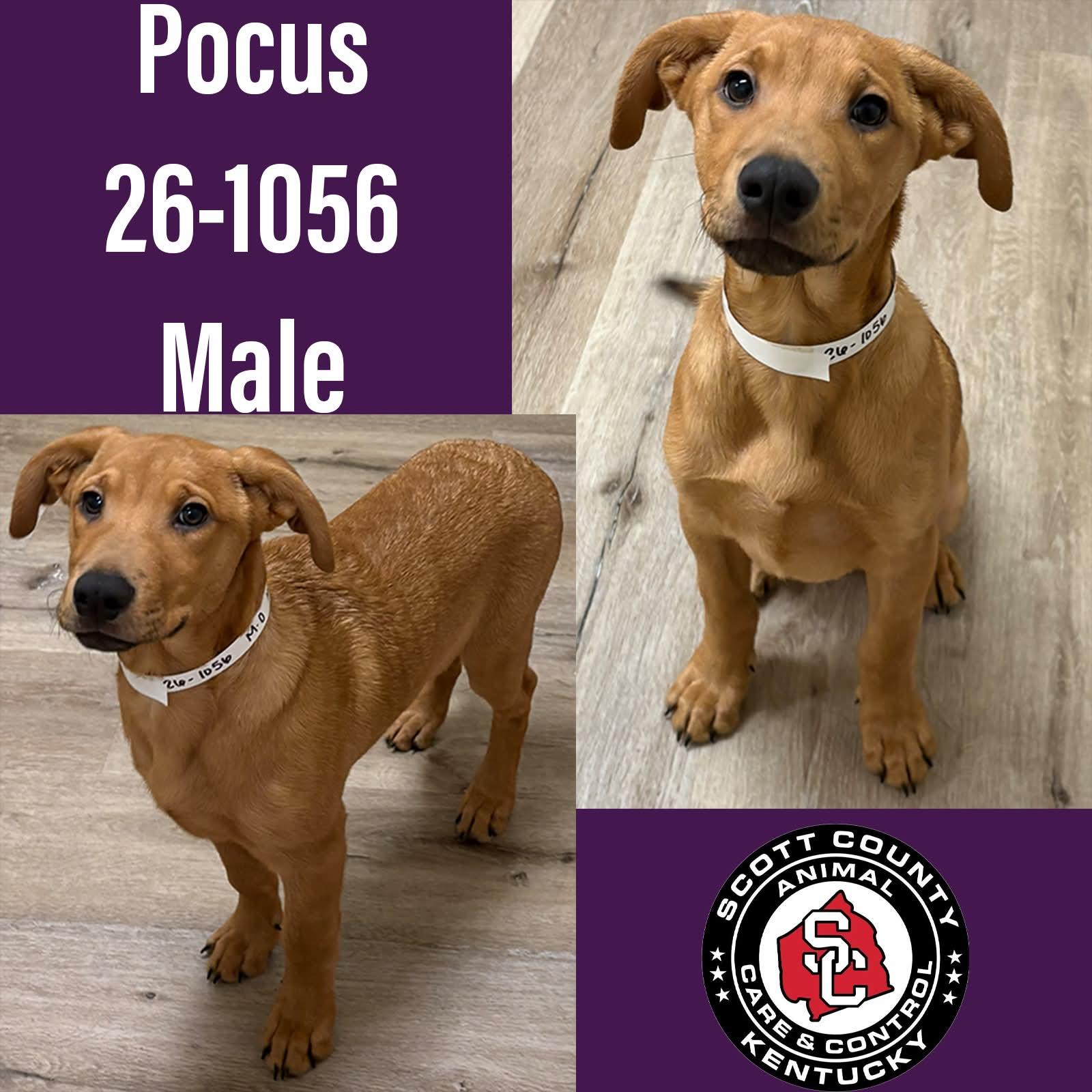 Enlarge Pocus, a Adoptable Hound in Georgetown, KY image 1/1
