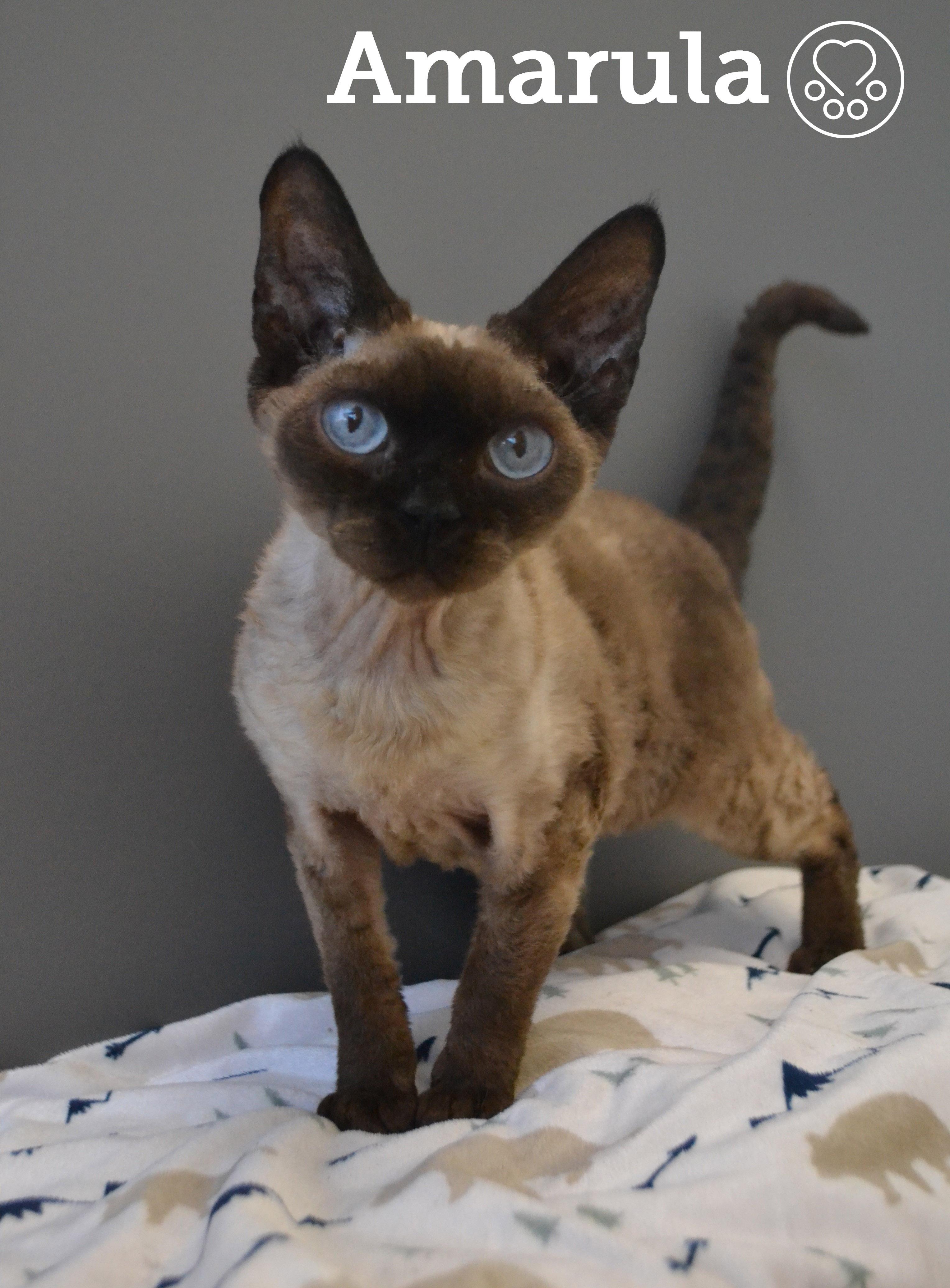 Enlarge Amarula, an adopted Devon Rex in Anjou, QC image 1/2
