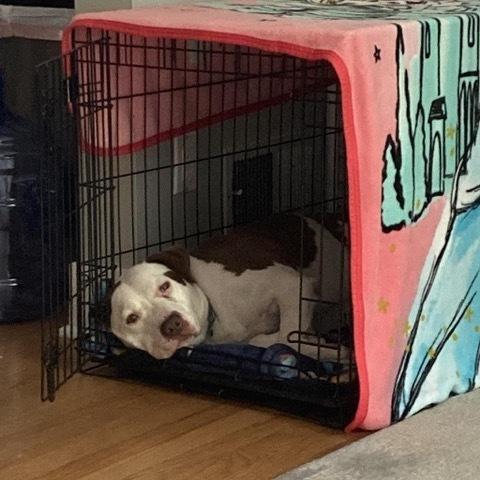 Enlarge Rocco, a Adoptable mixed breed in Greenbelt, MD image 2/5