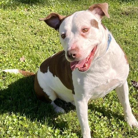 Enlarge Rocco, a Adoptable mixed breed in Greenbelt, MD image 4/5