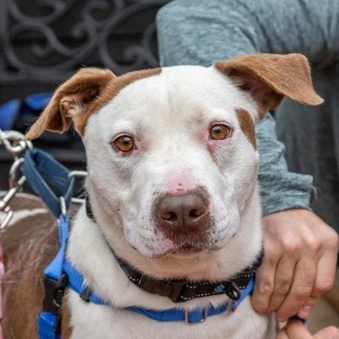 Enlarge Rocco, a Adoptable mixed breed in Greenbelt, MD image 5/5