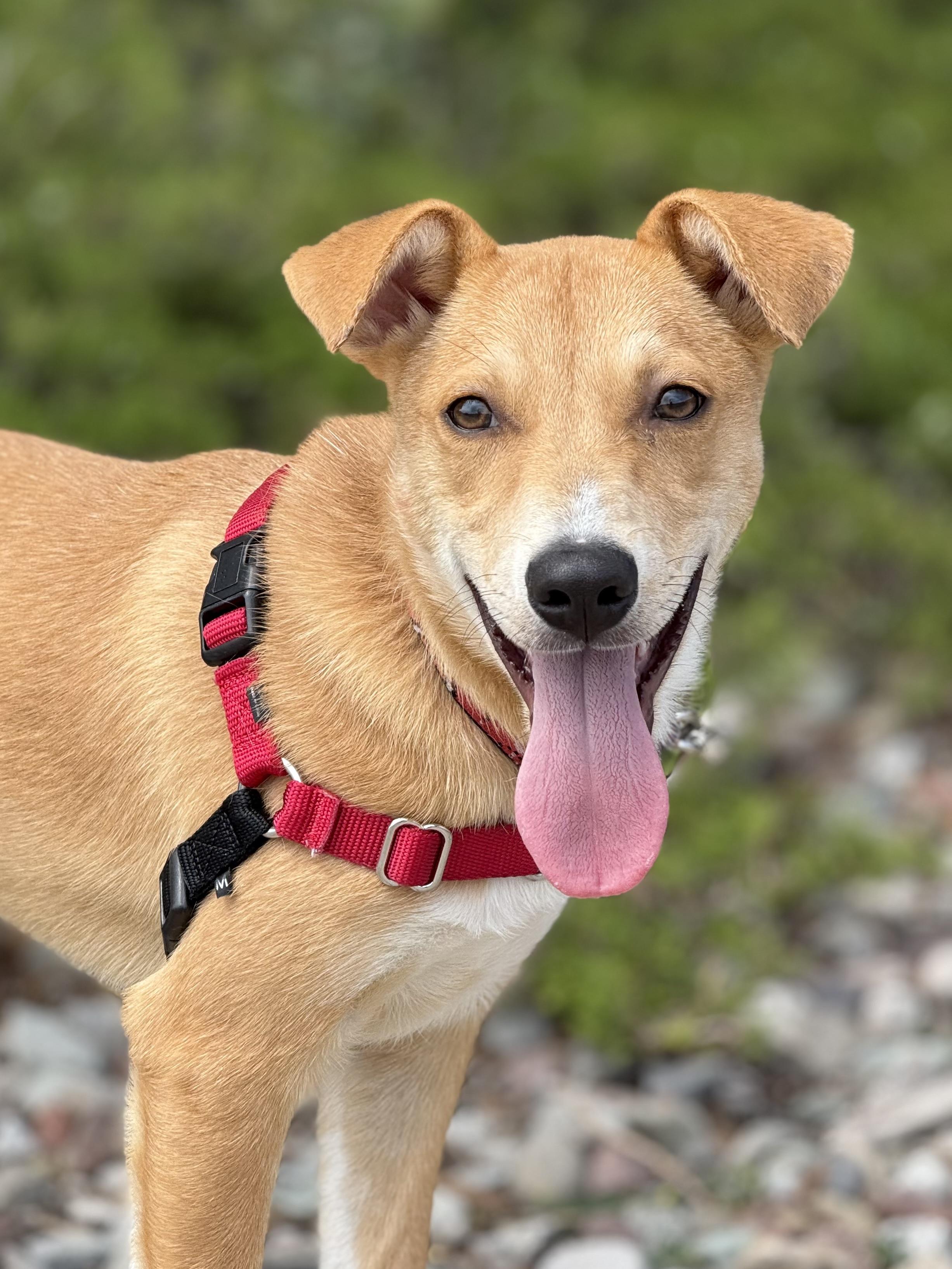 Rayden, an adoptable Australian Cattle Dog / Blue Heeler, Shepherd in Eagle, CO, 81631 | Photo Image 1