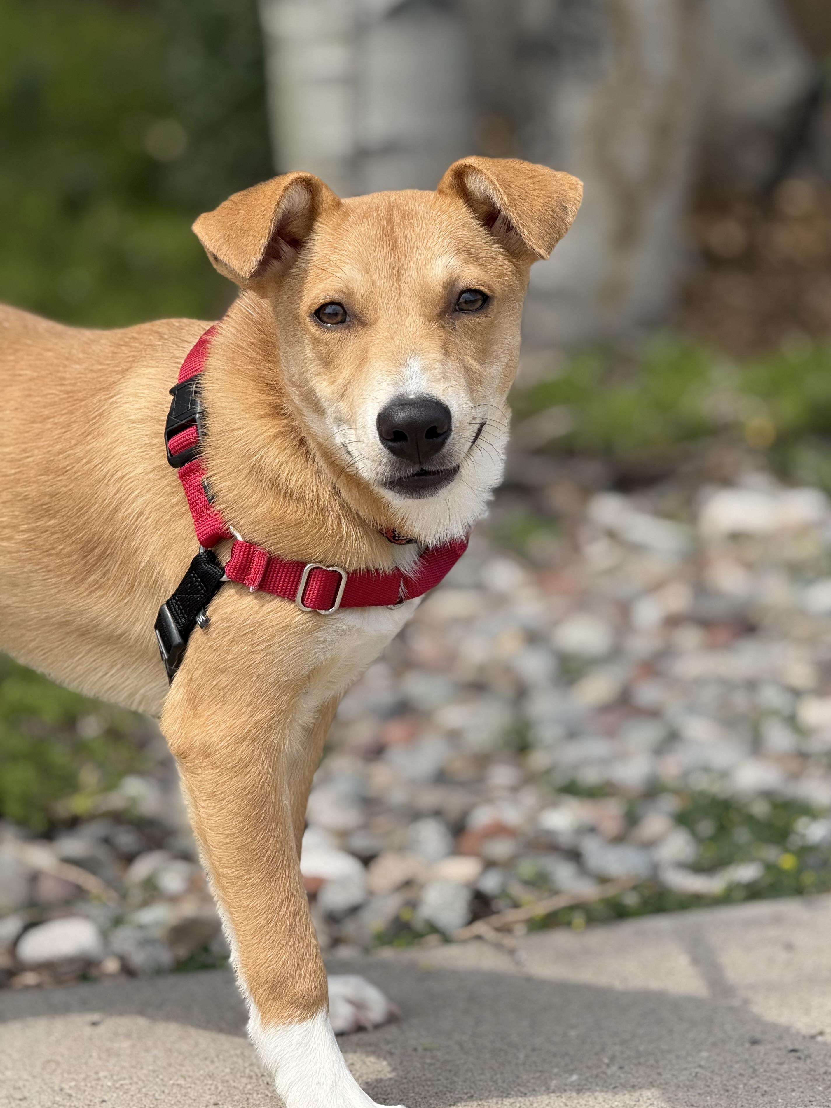 Rayden, an adoptable Australian Cattle Dog / Blue Heeler, Shepherd in Eagle, CO, 81631 | Photo Image 5