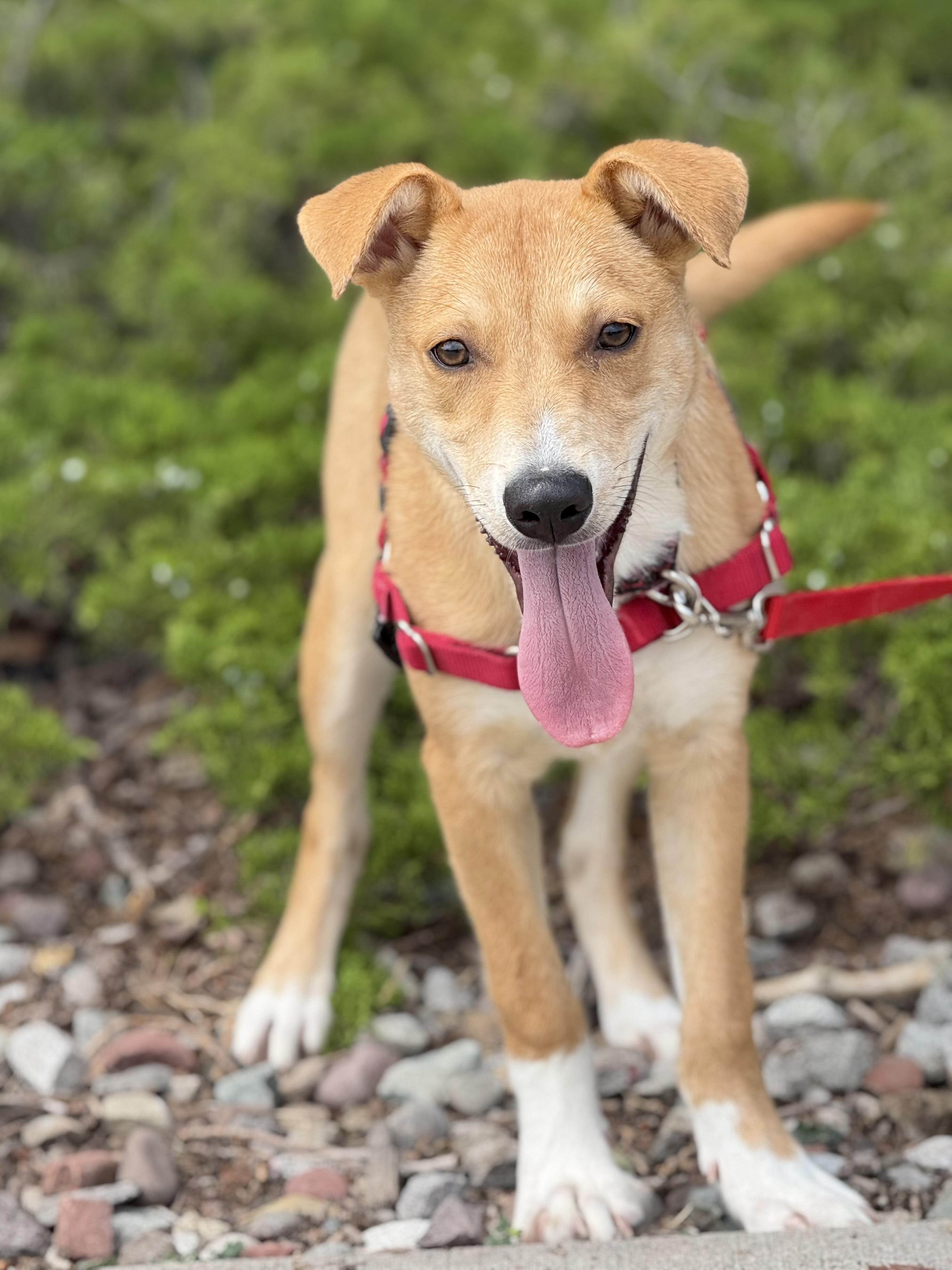 Rayden, an adoptable Australian Cattle Dog / Blue Heeler, Shepherd in Eagle, CO, 81631 | Photo Image 2