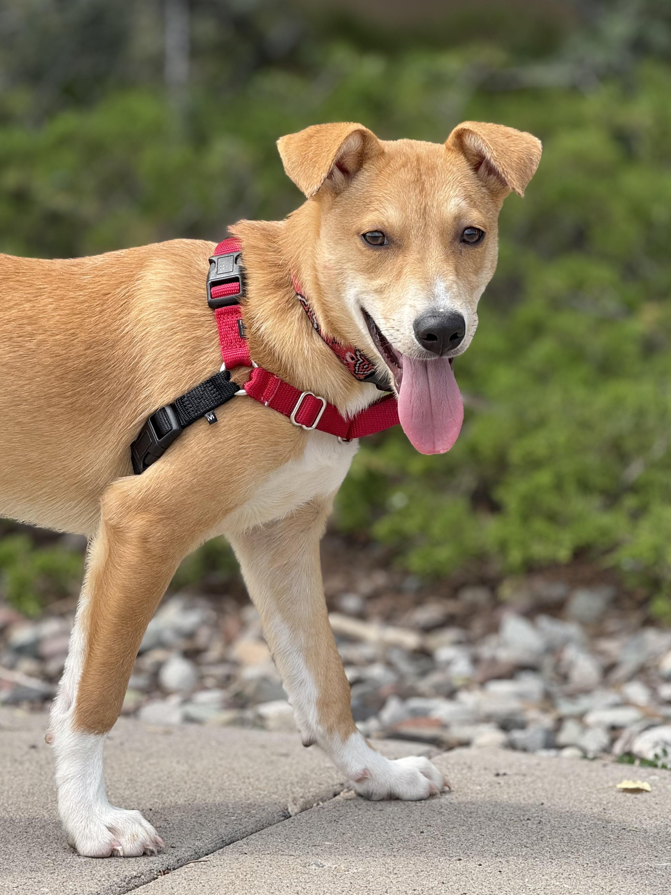 Rayden, an adoptable Australian Cattle Dog / Blue Heeler, Shepherd in Eagle, CO, 81631 | Photo Image 4