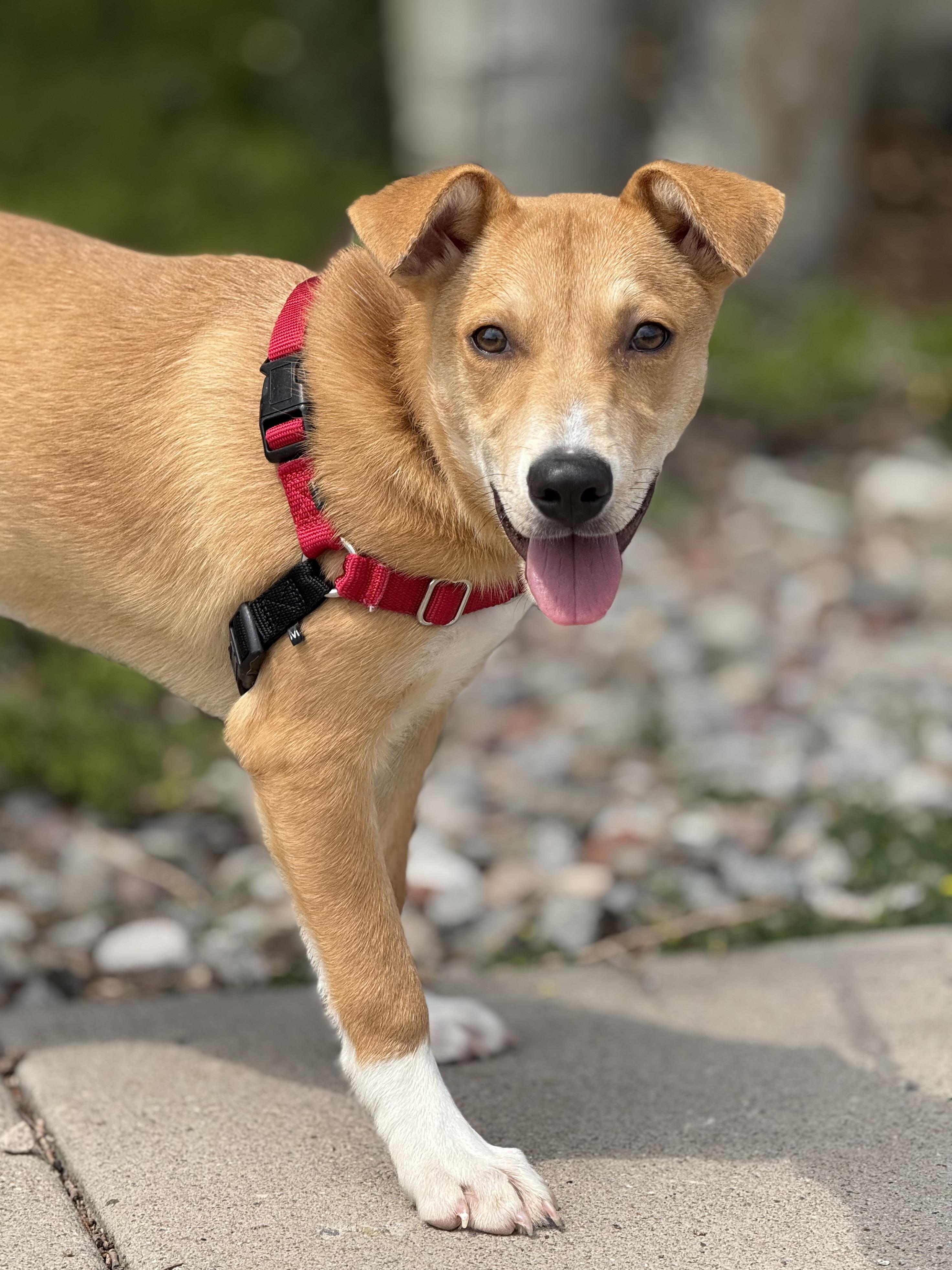 Rayden, an adoptable Australian Cattle Dog / Blue Heeler, Shepherd in Eagle, CO, 81631 | Photo Image 3