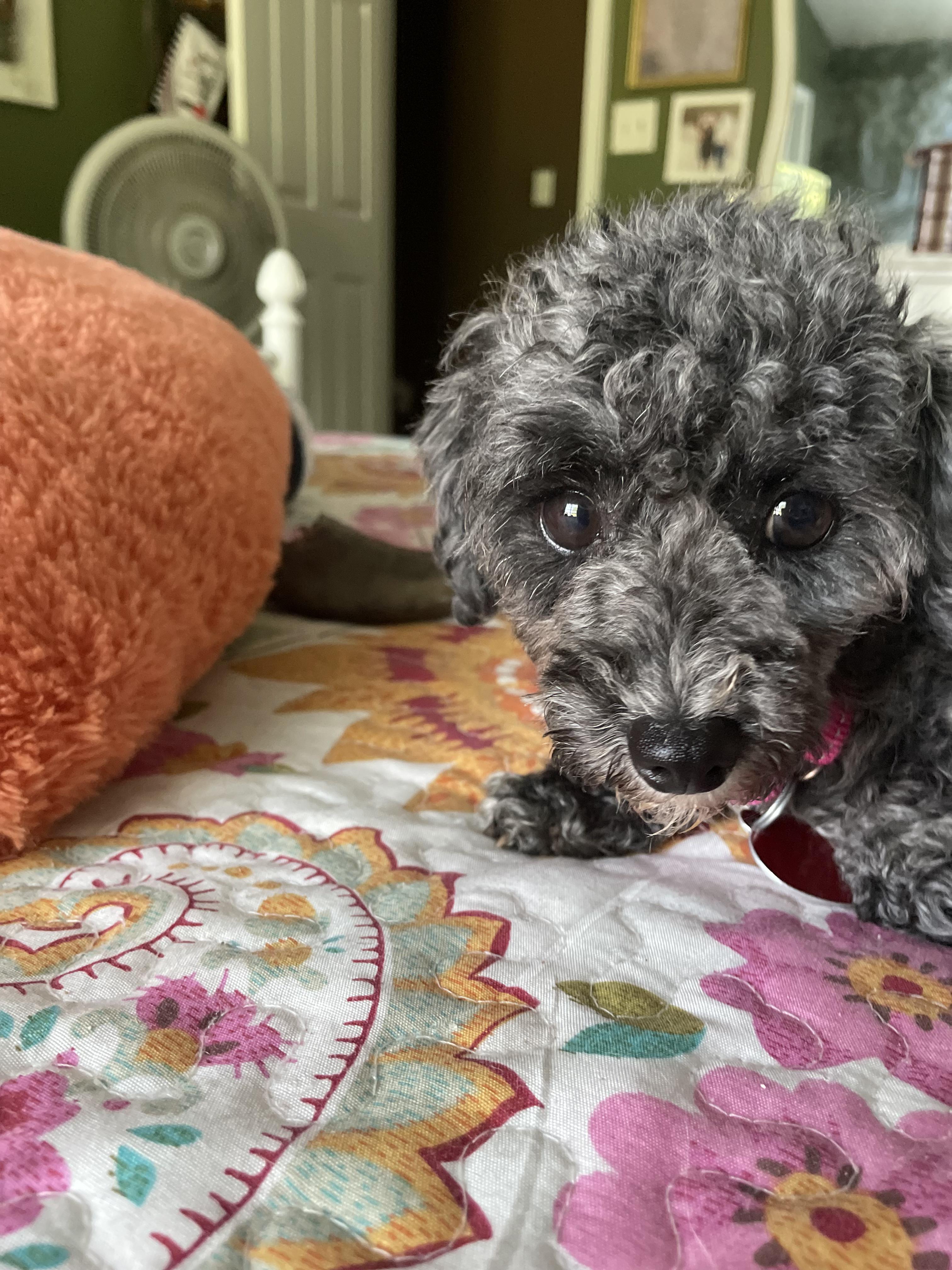 Enlarge Josette-Marie, a Adopted Poodle (Toy) in Raleigh, NC image 2/2