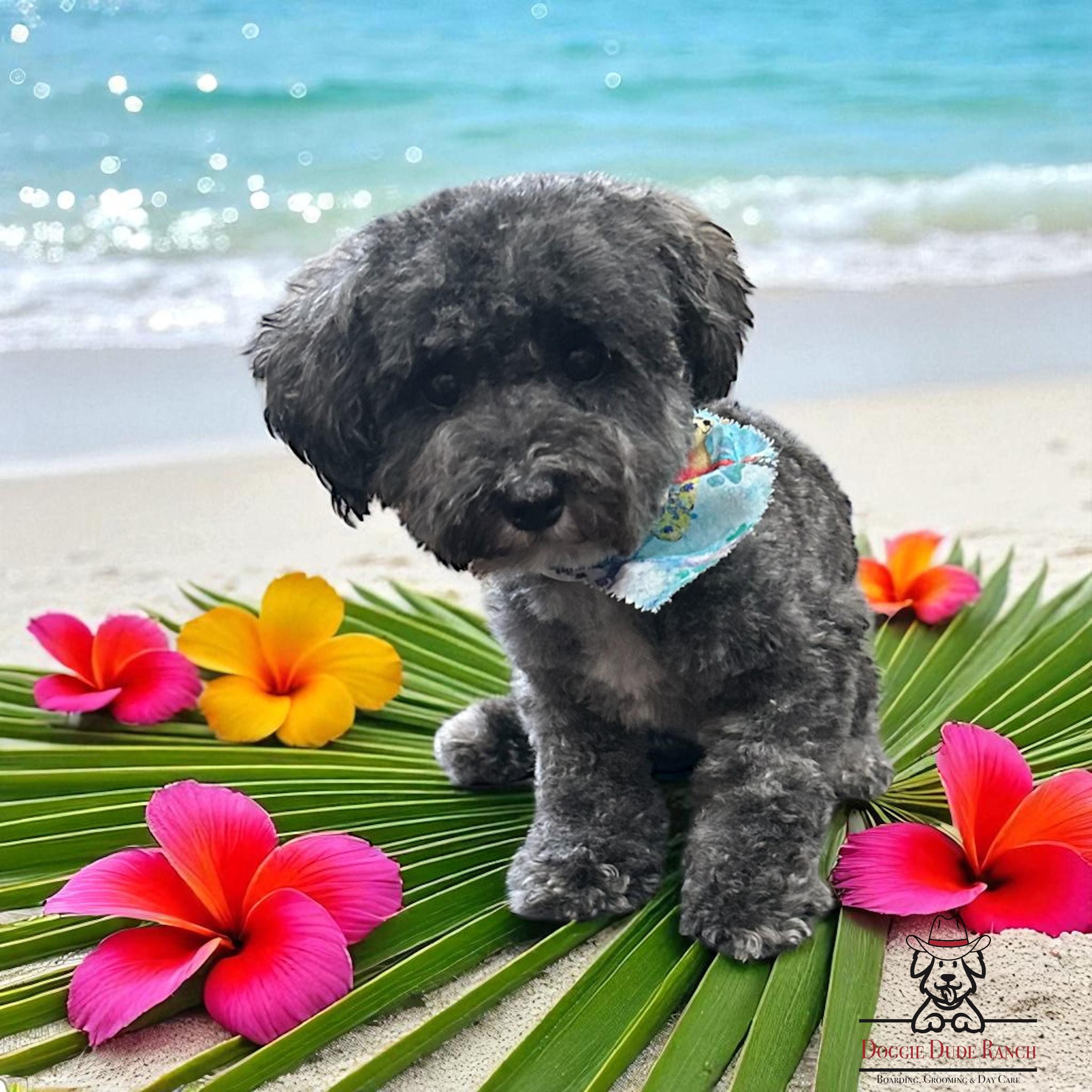 Enlarge Josette-Marie, a Adopted Poodle (Toy) in Raleigh, NC image 1/2