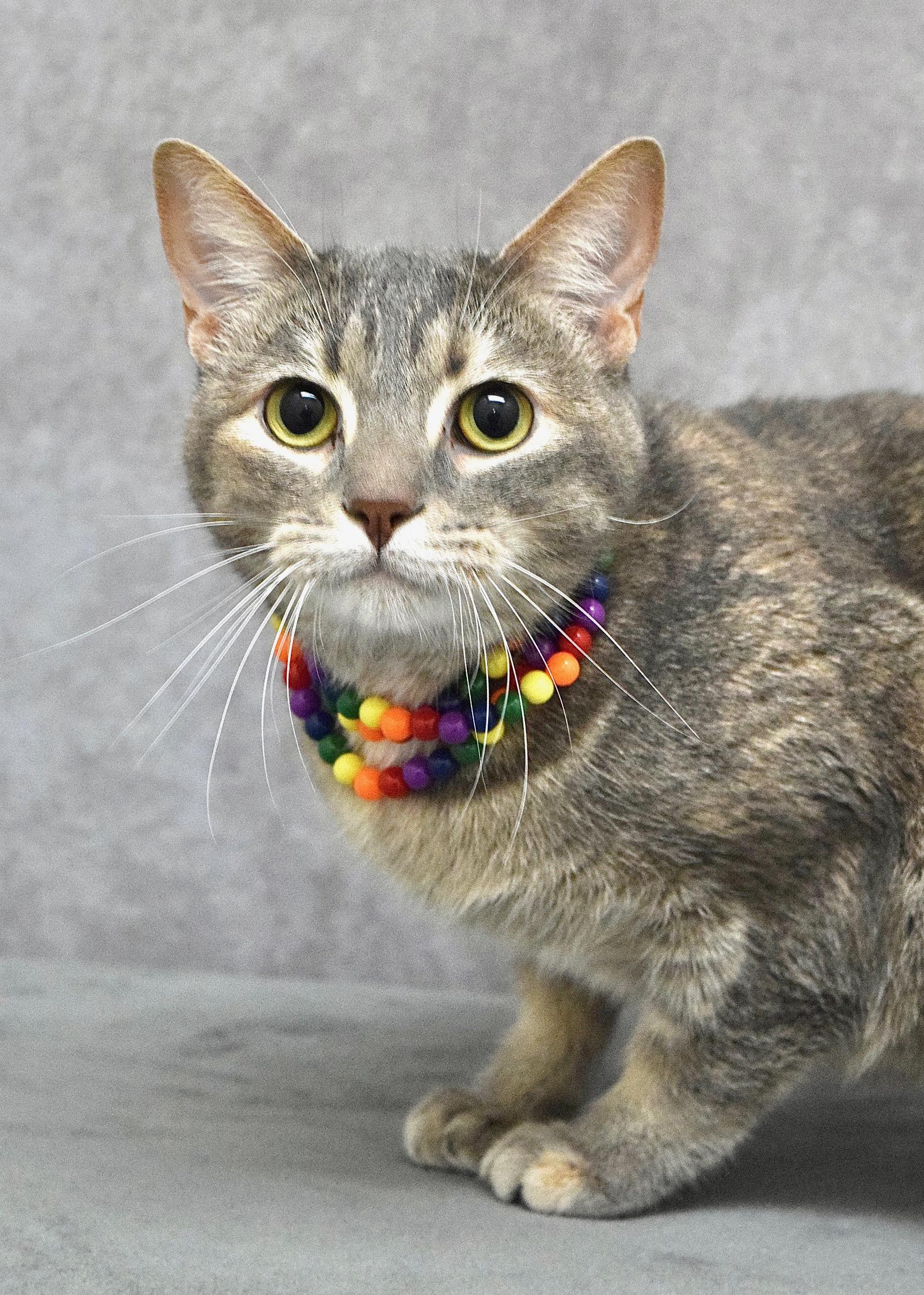 Enlarge Emily, an adopted Domestic Short Hair in Dublin, CA image 2/2