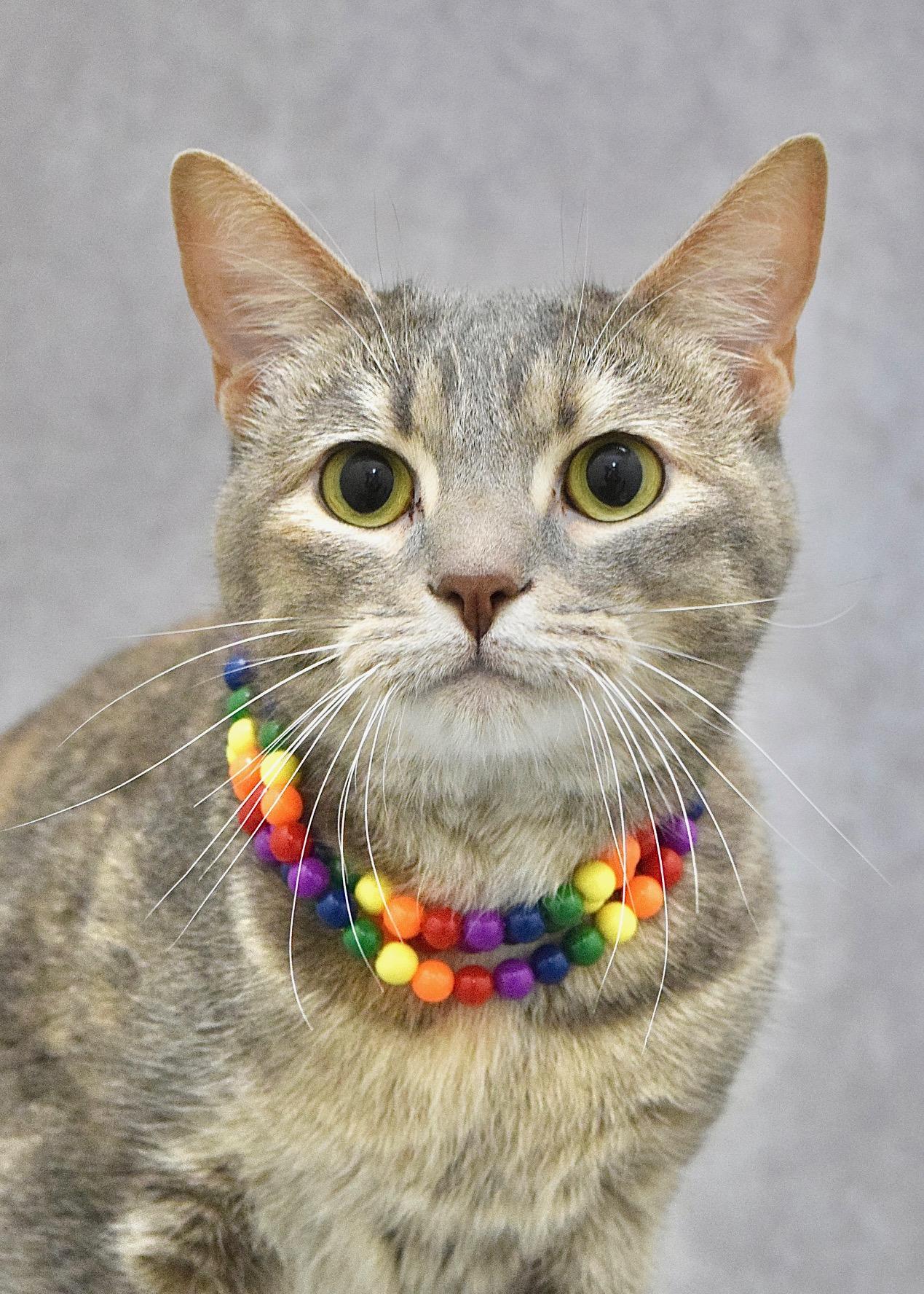 Emily, adopted, Young Female Domestic Short Hair.